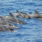 Picarus Bavaria Cruiser 46 2